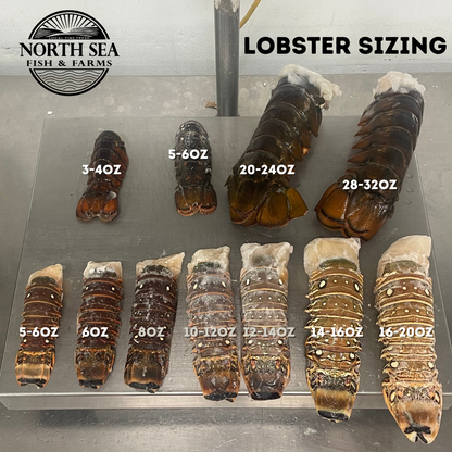 Lobster Tail (5 to 6 oz) Atlantic